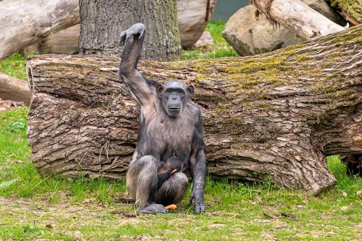 Křtiny mláděte šimpanze učenlivého v plzeňské zoo (fotografie: M. Pecuch) 240328_Krtiny_simpanz_2