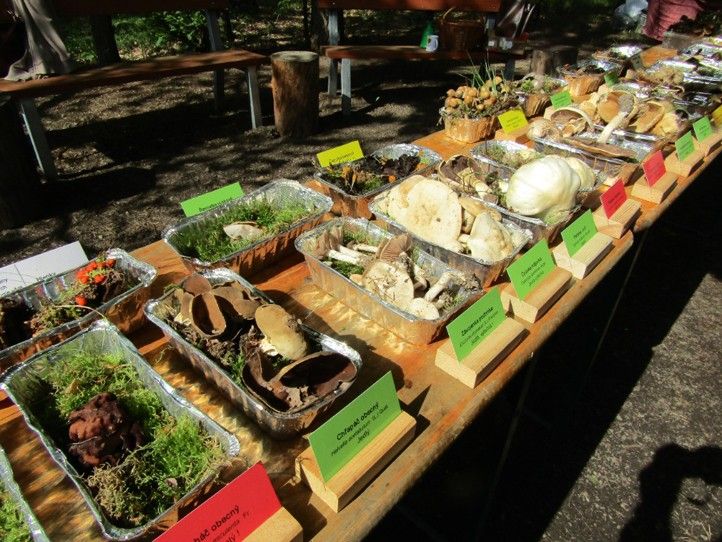 240619_Vystava_hub_Sofronka