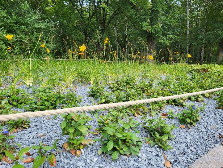 240815_Trvalky_kvetiny_1