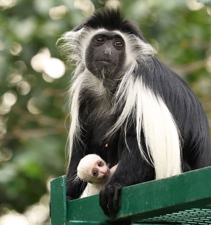 240822_Guereza_mlade_2