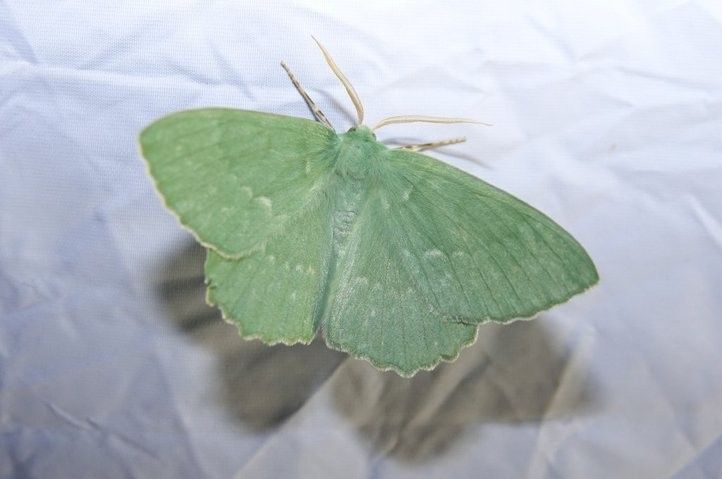 240903_motyly_sofronka_01