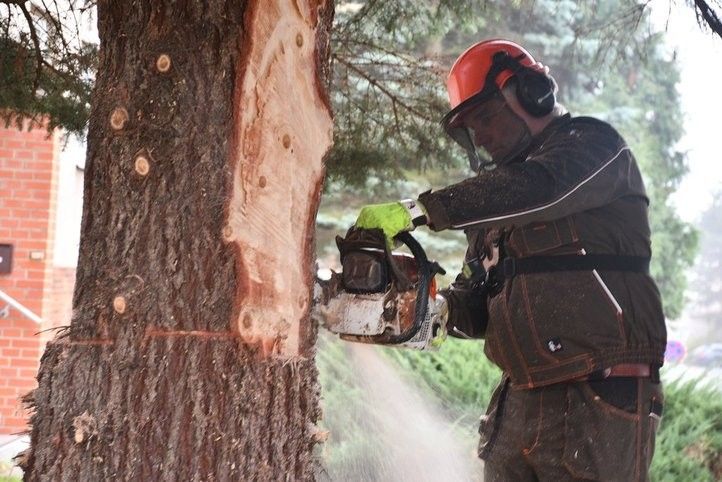 Letošní vánoční strom vyrostl na Doubravce. Fotografie: R. Žáková 241111_vanocni_strom_01