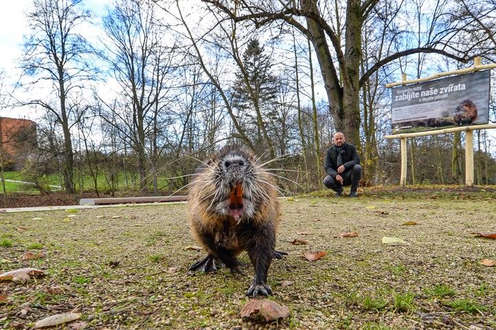 Fotografie: M. Pecuch 241129_Nutrie_3