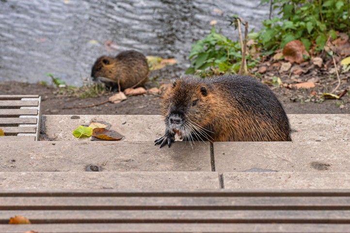 Fotografie: M. Pecuch 241129_Nutrie_4