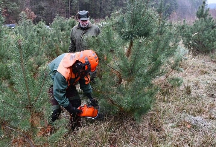 Zdroj fotografií: Správa veřejného statku města Plzně 241203_SVS_Vanocni_stromecek_ryby_1