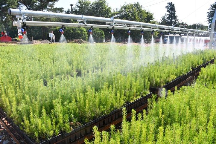 250702_Mostova_zavlaha_1