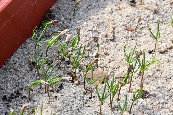 250702_Mostova_zavlaha_2