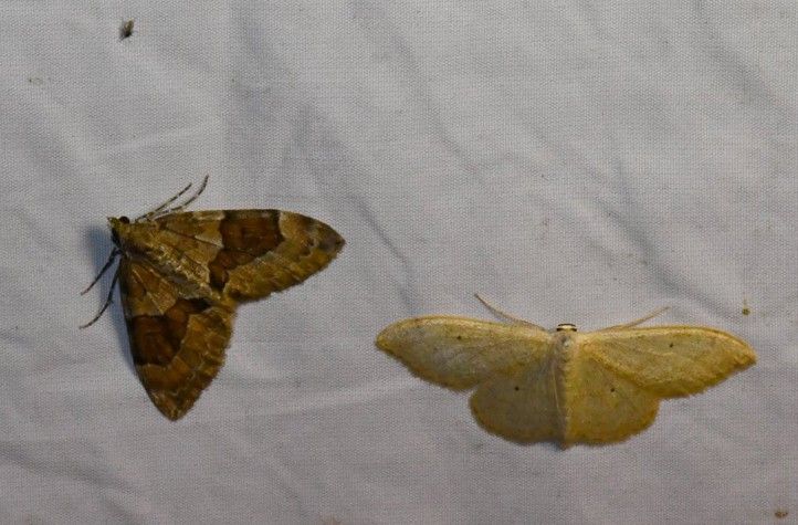 Ilustrační fotografie: R. Žáková 250821_Motyl_Sofronka_2