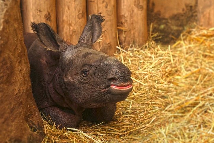 Plzeňské mládě nosorožce indického (fotografie: K. Misíková) 251126_Nosorozec_indicky_Zoo_1