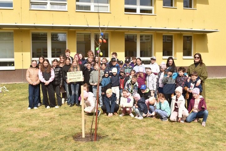 Zdroj fotografií: město Plzeň 260330_Sezeni_stromu_4