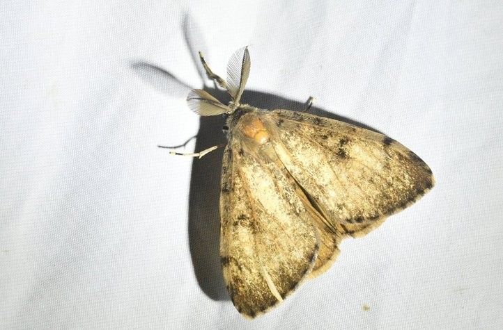 Noční sledování motýlů. Fotografie: R. Žáková 260828_Nocni_Sledovani_Motylu_3