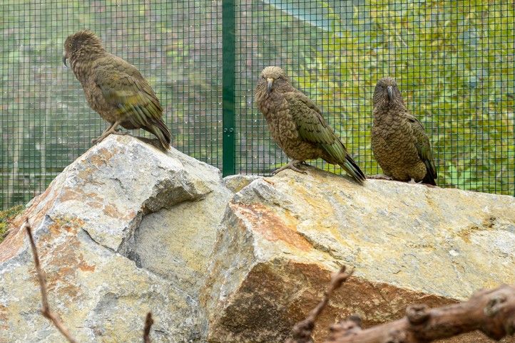 Slavnostní otevření nové expozice (fotografie: M. Pecuch) 261023_Zoo_1